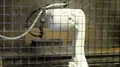Kawasaki Robotics RS080N thumbnail 3
